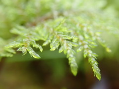 Hylocomium splendens