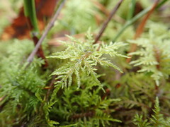 Hylocomium splendens