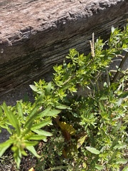 Dysphania ambrosioides