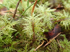 Hylocomium splendens