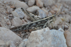 Cyrtacanthacris tatarica