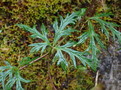 Aconitum formosanum