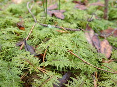 Hylocomium splendens