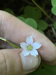 Oxalis trilliifolia