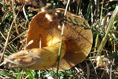 Suillus bovinus