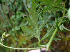 Aconitum formosanum