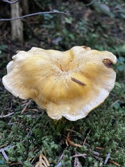 Cantharellus roseocanus