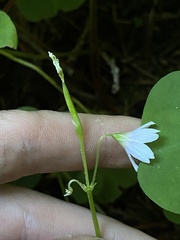 Oxalis trilliifolia