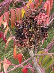Eriophyes rhoinus