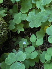 Oxalis trilliifolia
