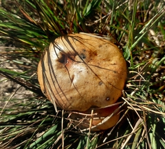 Suillus bovinus