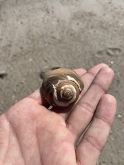 Neverita duplicata