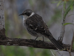 Mimus parvulus