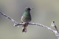 Boissonneaua flavescens