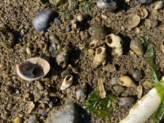 Ilyanassa trivittata