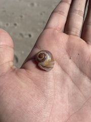 Neverita duplicata
