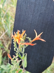 Anisacanthus quadrifidus