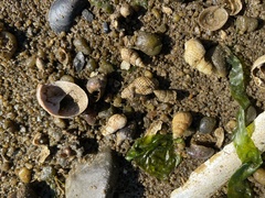 Ilyanassa trivittata