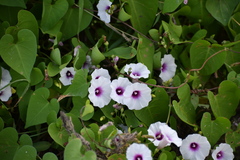 Ipomoea amnicola