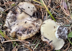 Suillus pseudobrevipes
