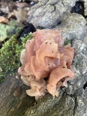 Phaeotremella