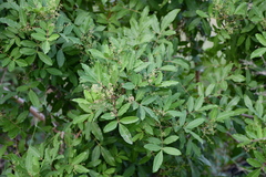 Schinus terebinthifolia