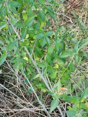 Anisacanthus quadrifidus