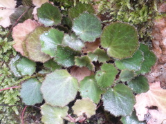 Saxifraga