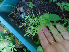 Brassica rapa nipposinica