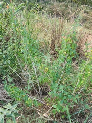 Anisacanthus quadrifidus