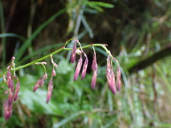 Notoseris melanantha