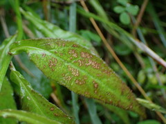 Notoseris melanantha