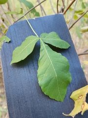 Ptelea trifoliata