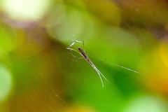 Tetragnatha