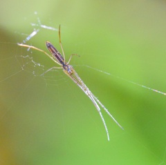 Tetragnatha