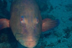 Plectropomus punctatus