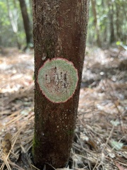 Herpothallon rubrocinctum