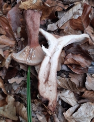 Lactarius quietus