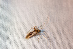 Megacoelum pellucens