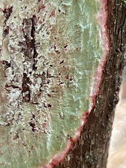 Herpothallon rubrocinctum