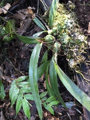 Encyclia
