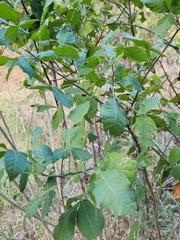 Ptelea trifoliata