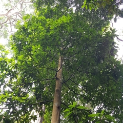 Mangifera quadrifida