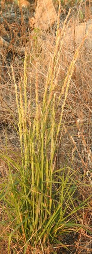 Image of Rough Tridens (Tridentopsis elongata) by (c) saltyhiker, some rights reserved (CC BY)
