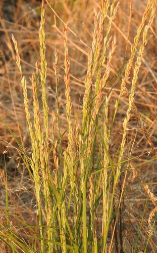Image of Rough Tridens (Tridentopsis elongata) by (c) saltyhiker, some rights reserved (CC BY)