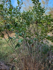 Ptelea trifoliata