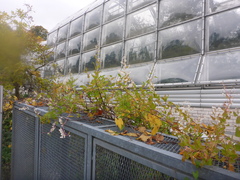 Fallopia baldschuanica