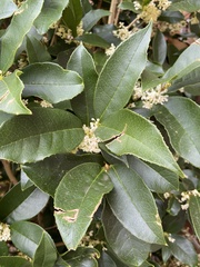Osmanthus
