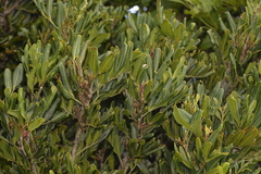 Guioa coriacea