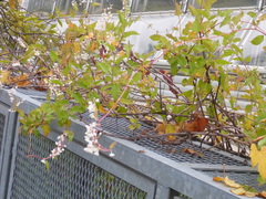 Fallopia baldschuanica